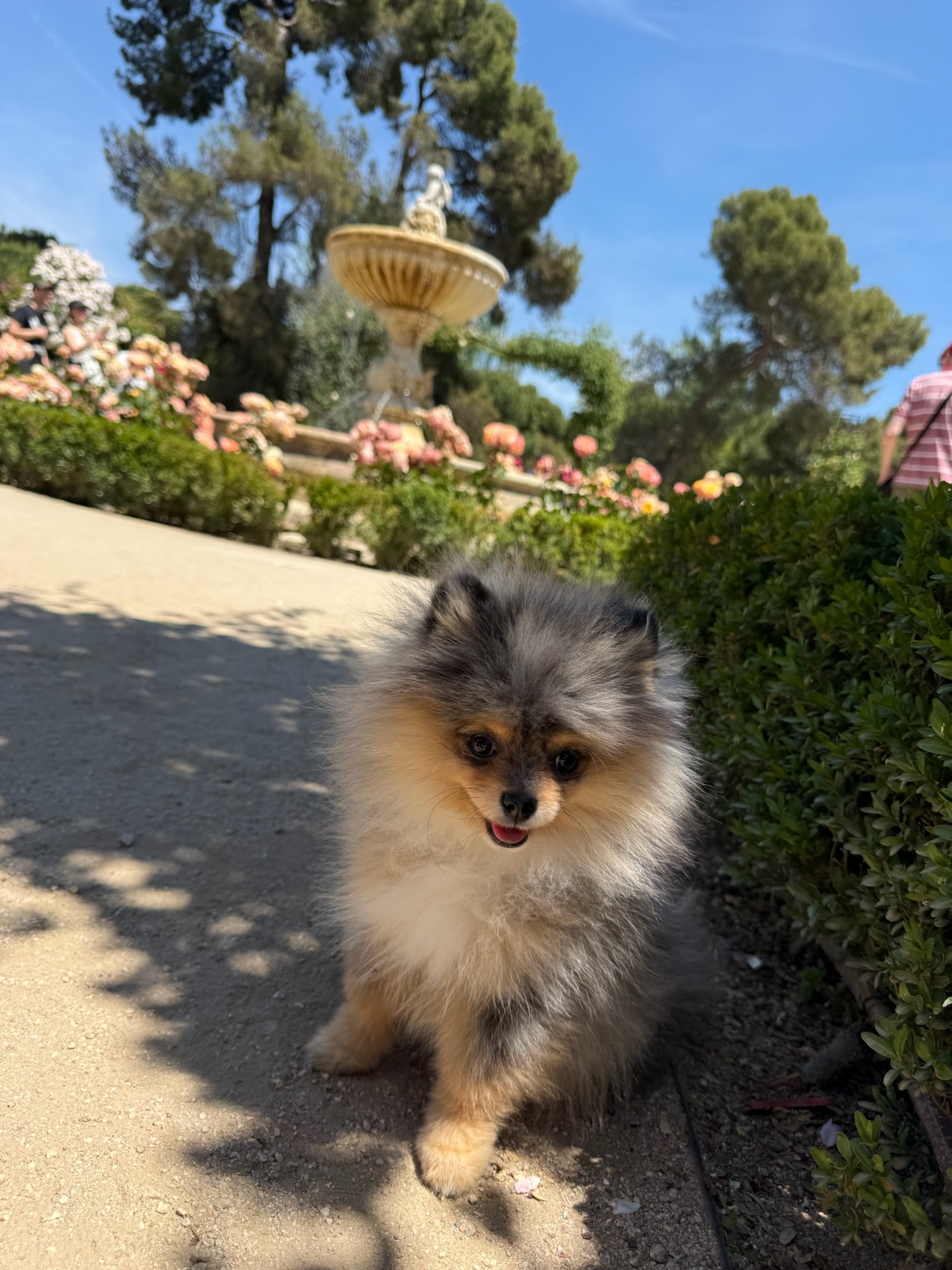 Mila, pomerania merle, paseando por el jardín