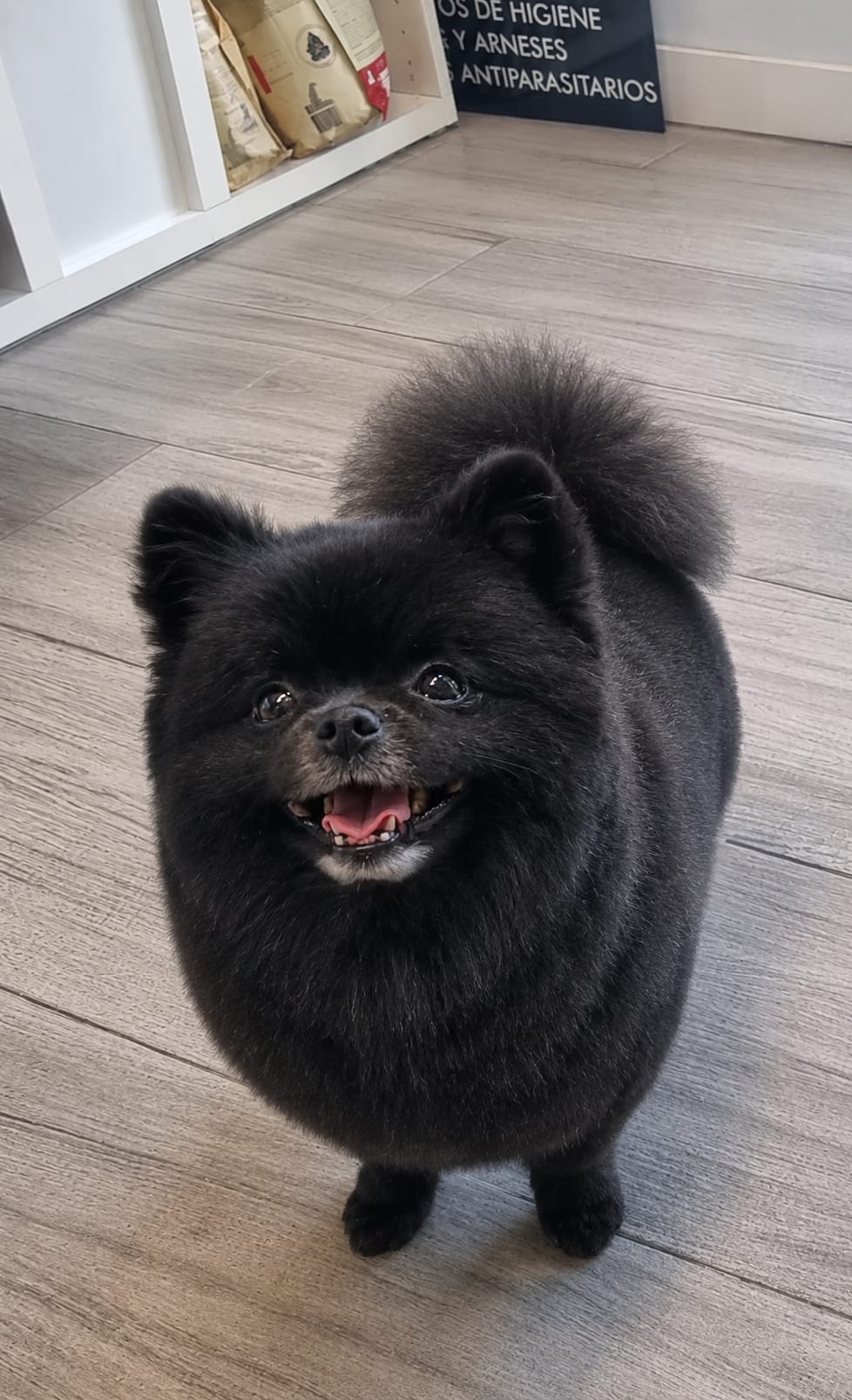 Pomerania negro listo tras el grooming
