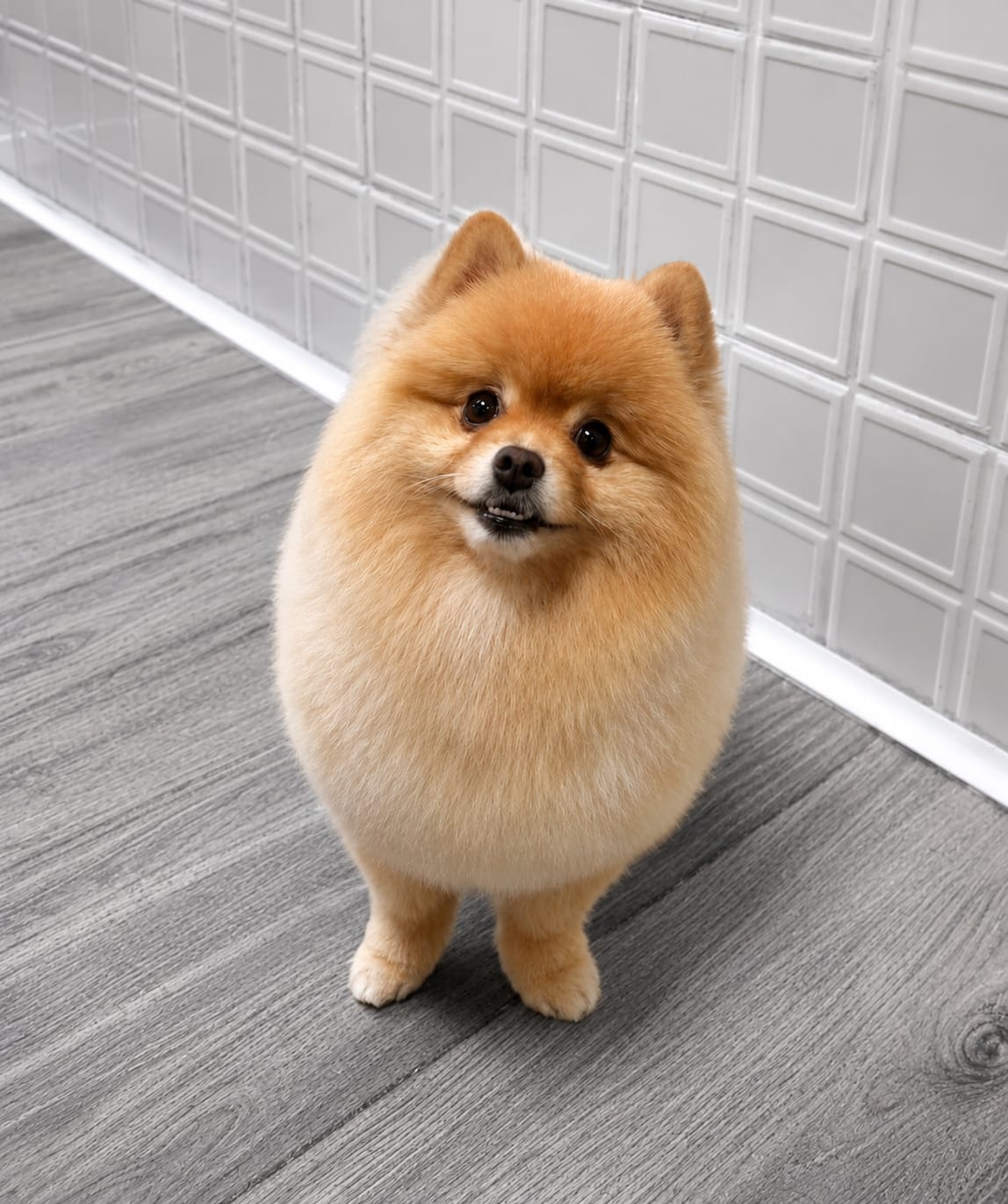 Pomerania crema recién peluqueada