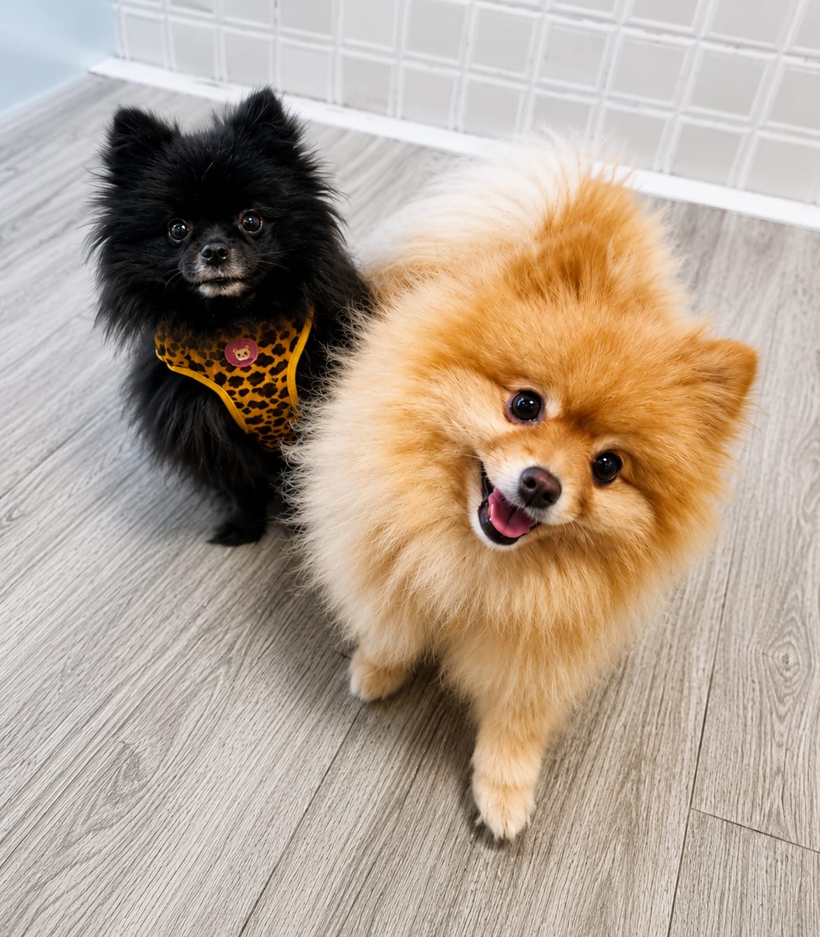 Dos pomerania, negro y naranja, tras el cuidado