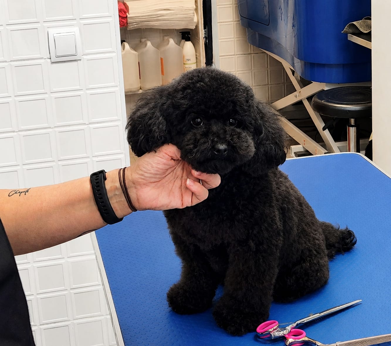 Caniche negro en la mesa de peluquería