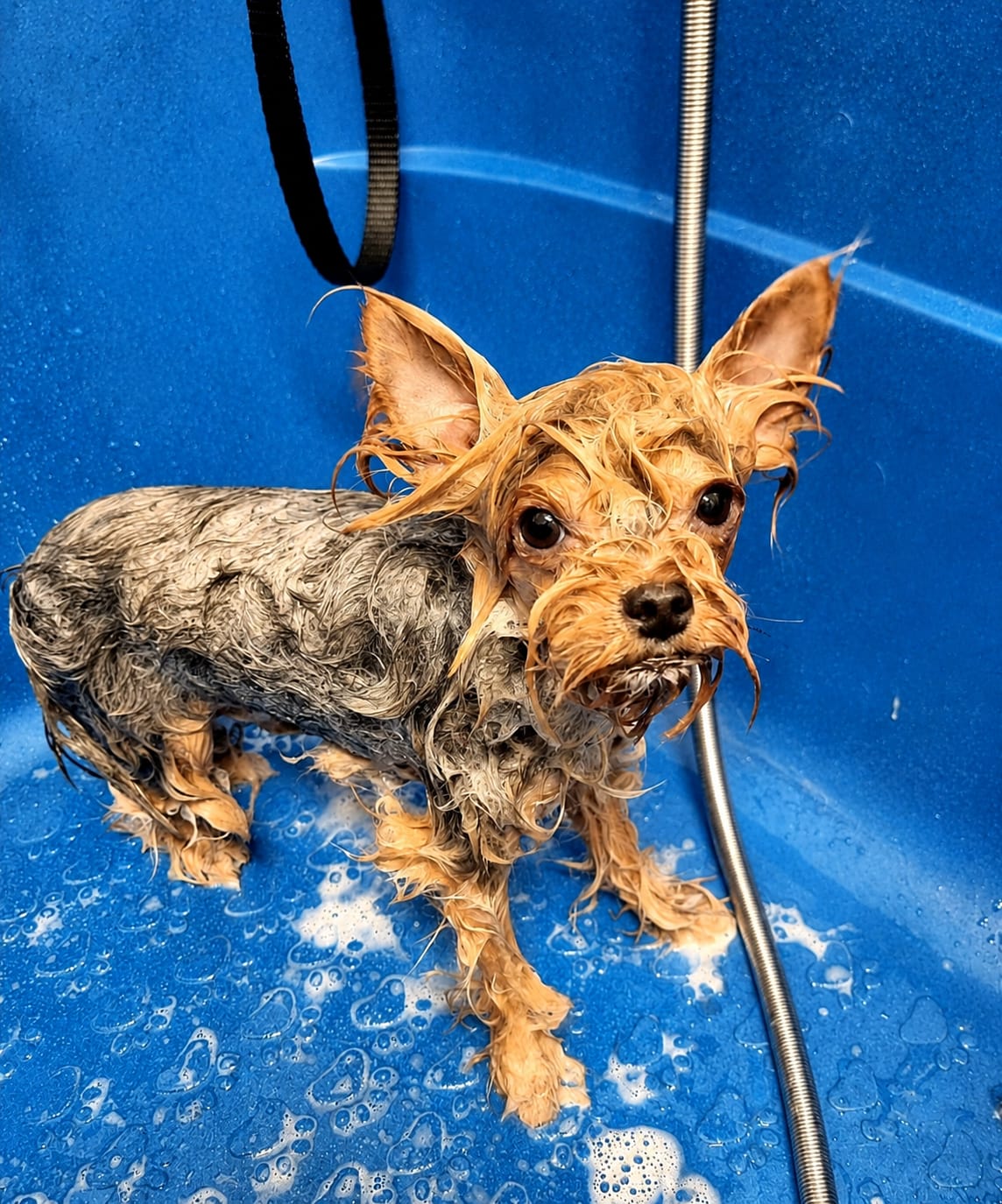 Yorkshire terrier durante el baño de ozono