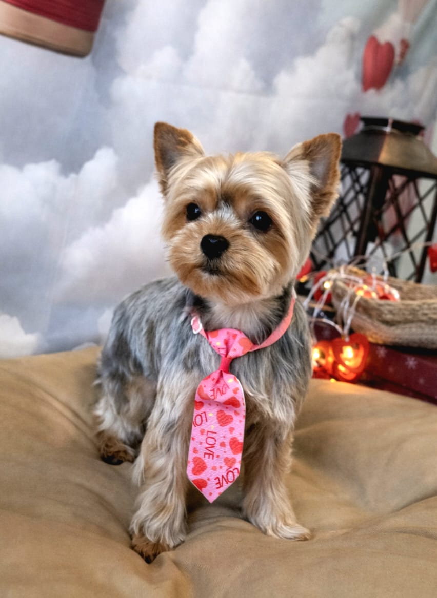 Yorkshire terrier con corbata rosa, sesión de estilismo