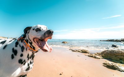 Playas de España a las que ir con nuestro perro