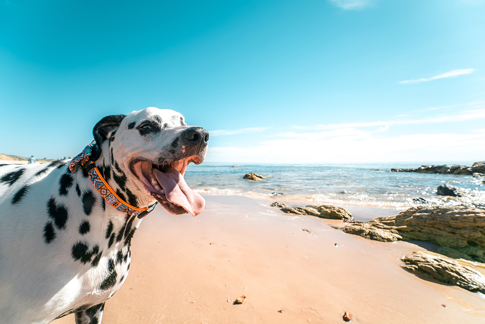 Lista de Dog Lovers de playas en España en las que se puede entrar con el perro