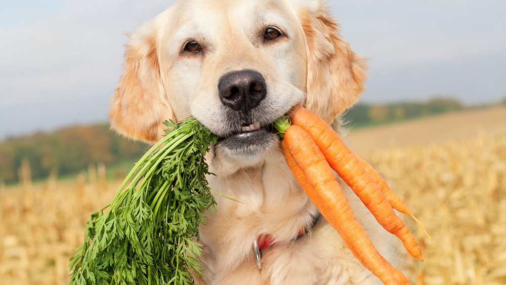 Comida humana para perros: qué puede y qué no puede tomar tu mascota