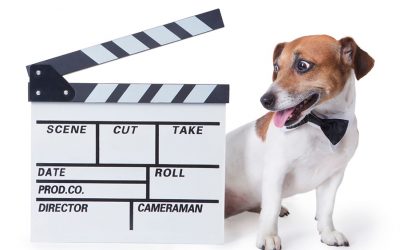 Cuida a tu perro como una estrella de cine