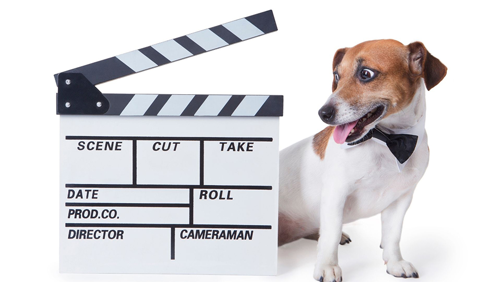 Cuida a tu perro como una estrella de cine