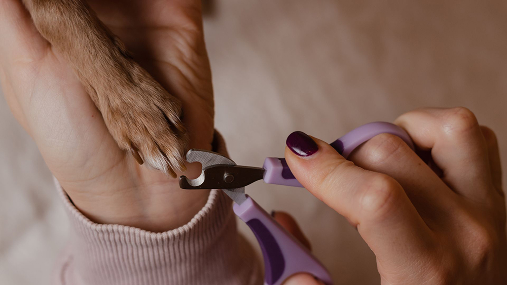 Por qué debemos cortar las uñas a nuestros perros según Dog Lovers