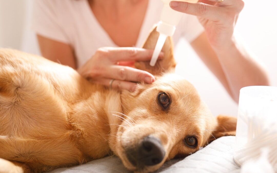 Guía práctica de Dog Lovers de como limpiar las orejas a mi perro