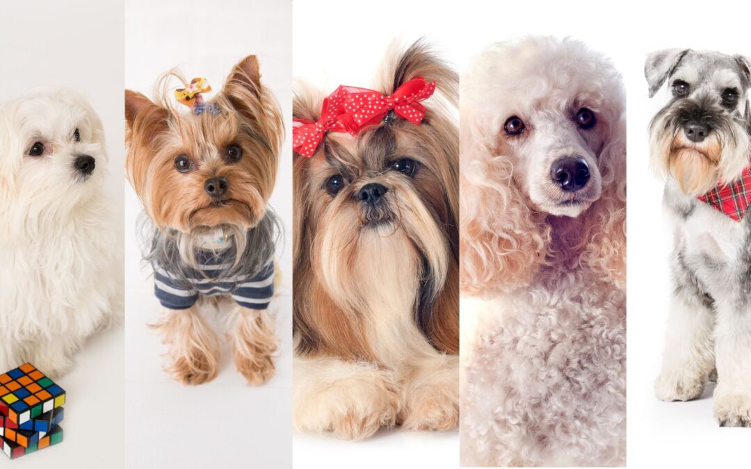 Para Dog Lovers estas razas de perros deben ir a la peluquería con frecuencia