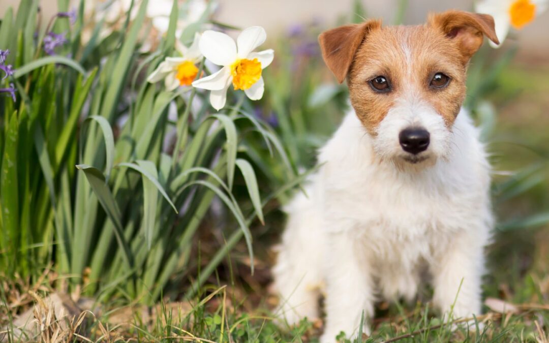 Los mejores cuidados para perros alérgicos según Dog Lovers