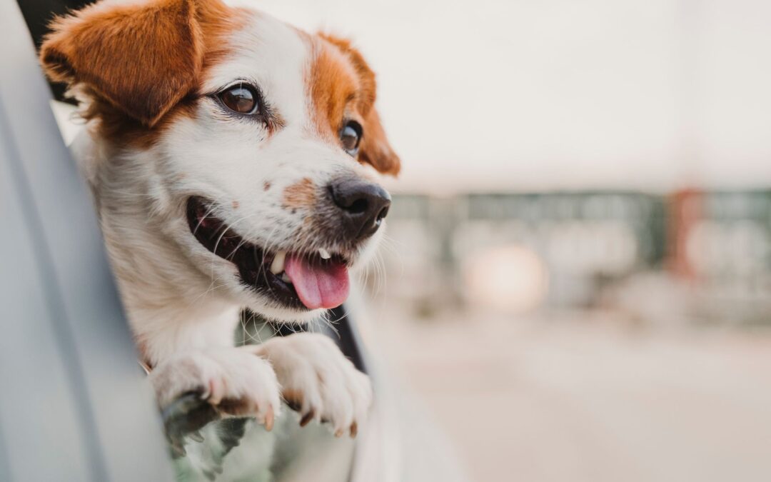 Cómo prevenir y gestionar situaciones de estrés en un viaje con perros