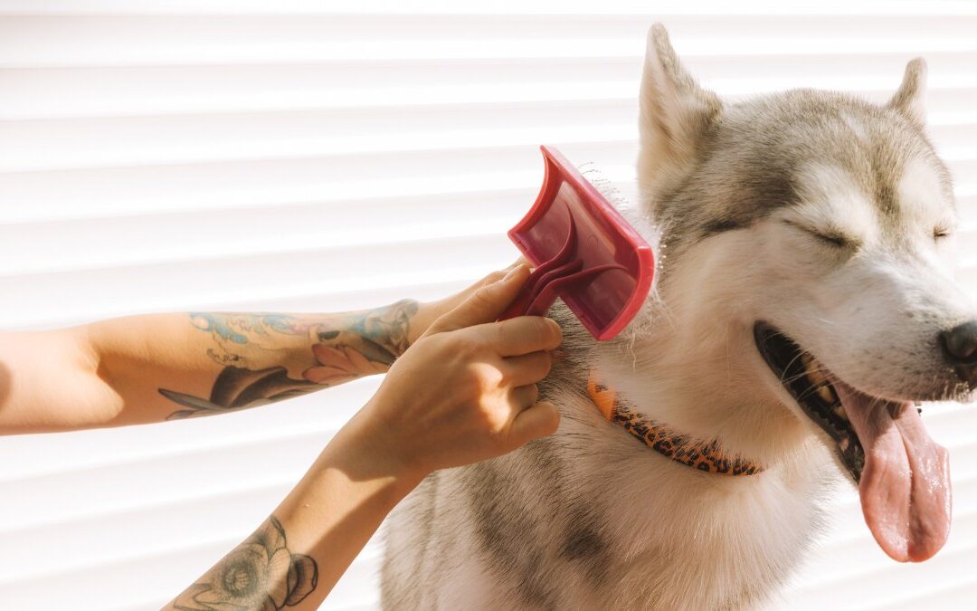 Persona cepillando el pelaje de un perro husky con un cepillo de cerdas largas